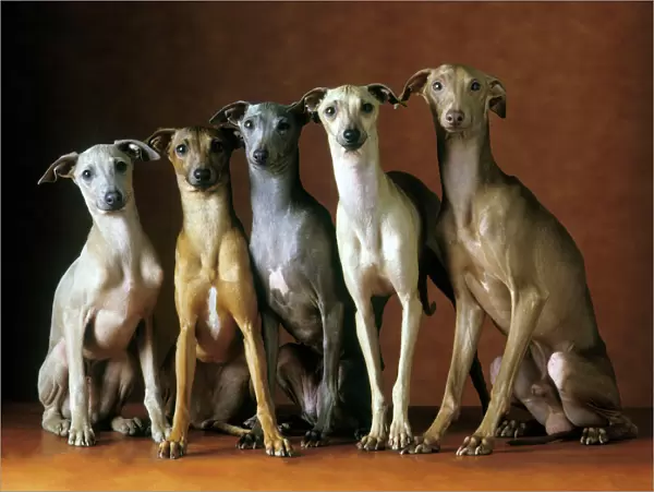 Small Italian Greyhounds - Five sitting down together