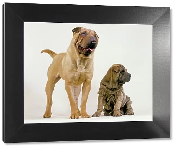 Sharpei Dogs - Adult and puppy