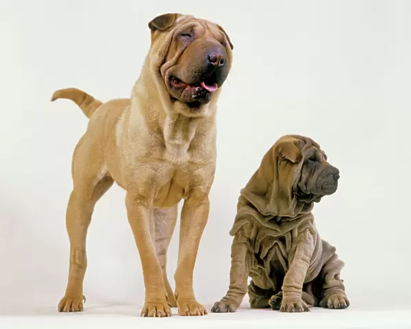 Sharpei Dogs - Adult and puppy