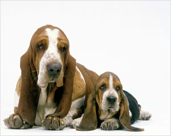 Basset Hound Dogs - Two lying together