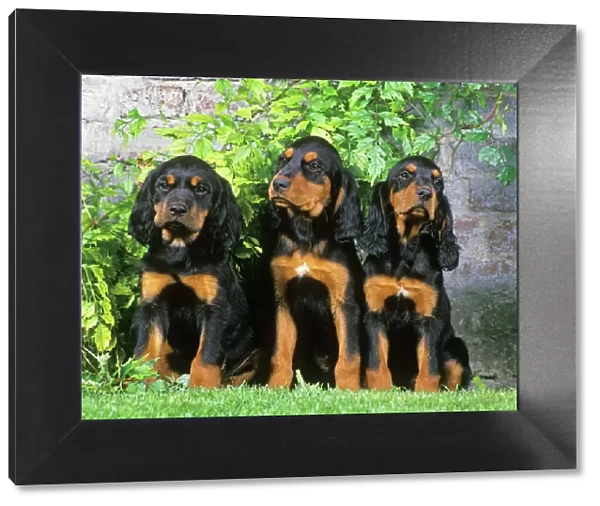 Gordon Setter Dogs - 3 Puppies sitting together