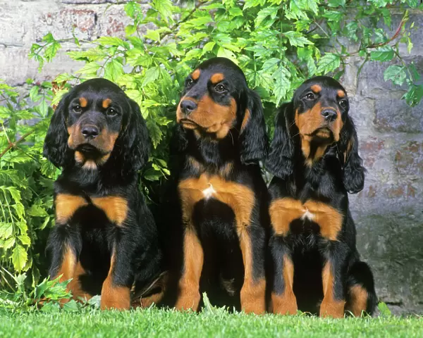 Gordon Setter Dogs - 3 Puppies sitting together