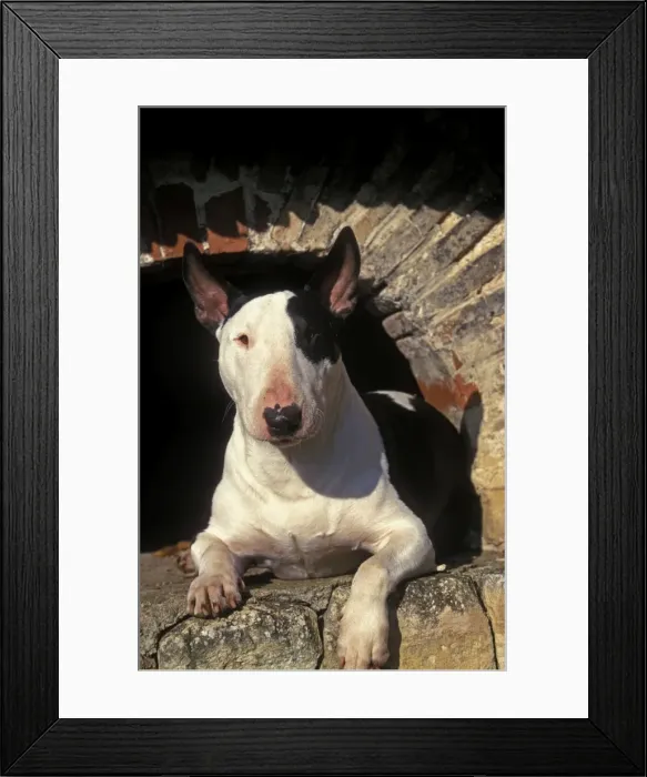 Framed Print : Bull Terrier Dog - Lying down Framed Print : Bull Terrier Dog - Lying down