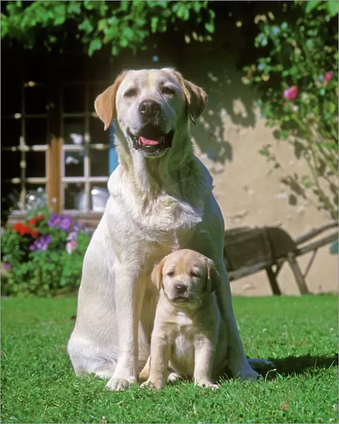 Labrador Dogs sitting down on grass - Adult and puppy