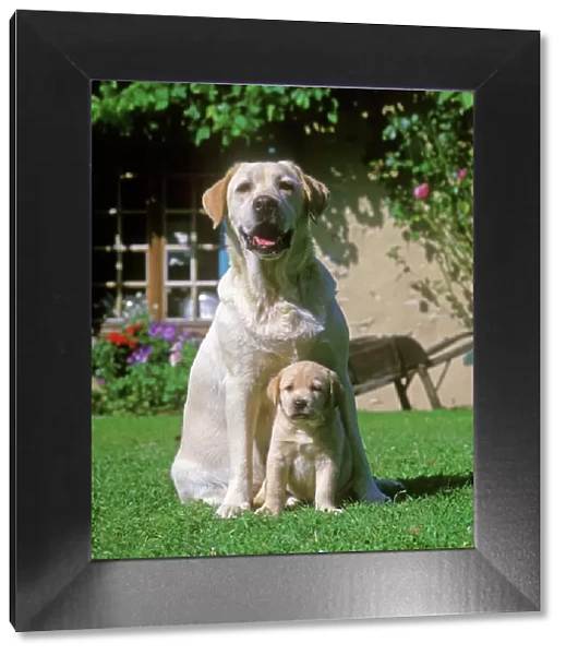Labrador Dogs sitting down on grass - Adult and puppy