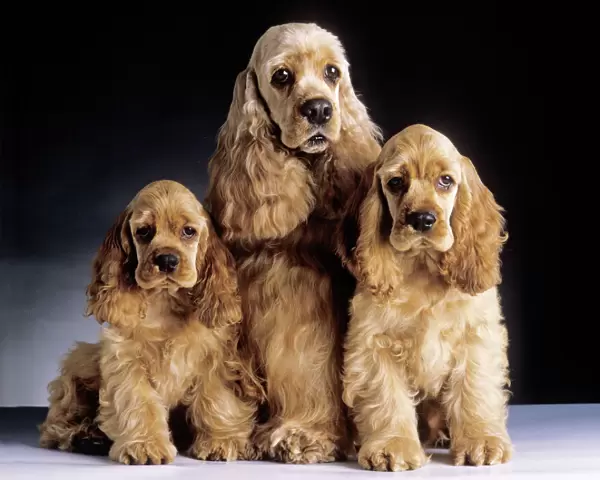 American Cocker Spaniel Dogs - 3 Sitting together