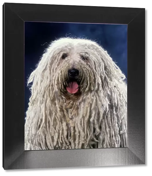 Puli  /  Hungarian Sheepdog - With mouth open