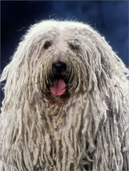Puli  /  Hungarian Sheepdog - With mouth open