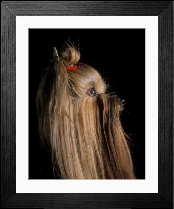 Framed Print : Yorkshire Terrier Dog - Side view Framed Print : Yorkshire Terrier Dog - Side view