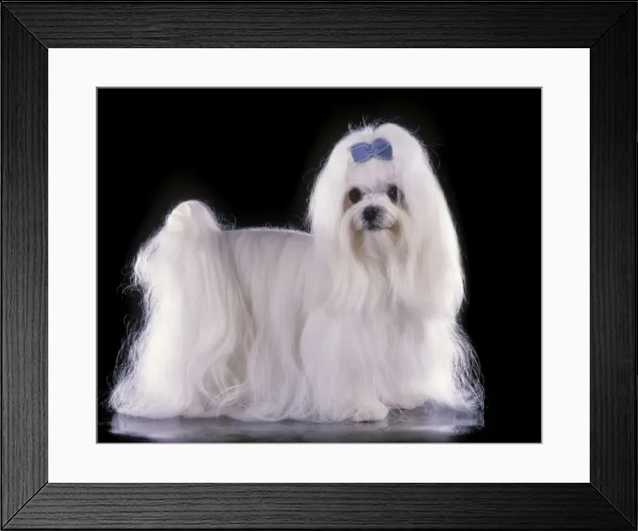 Framed Print : Maltese Terrier Dog - With blue ribbon Framed Print : Maltese Terrier Dog - With blue ribbon