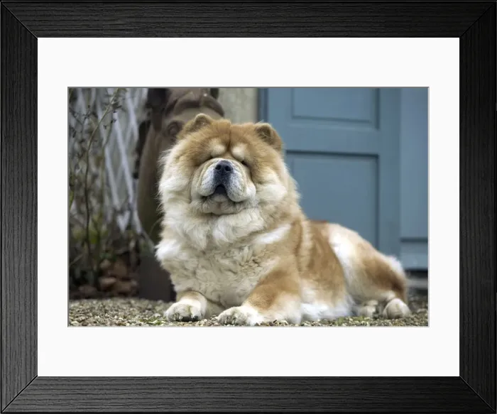 Framed Print : Chow Chow Dog - Lying down Framed Print : Chow Chow Dog - Lying down