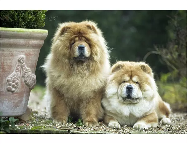 Chow Chow Dogs - Two sitting together