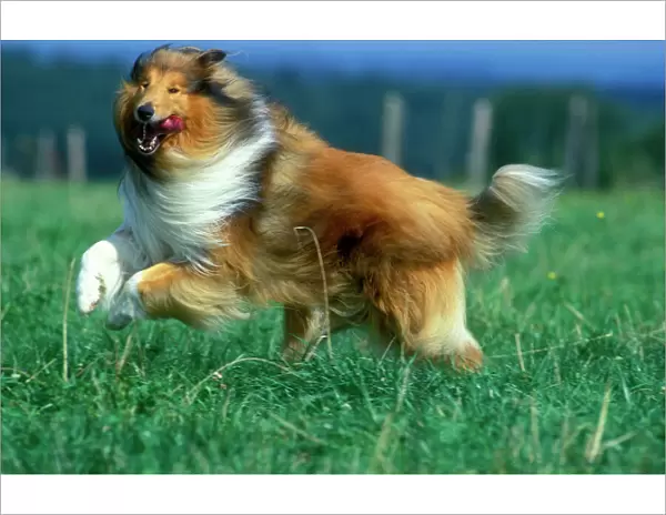 Rough Collie Dog - Running