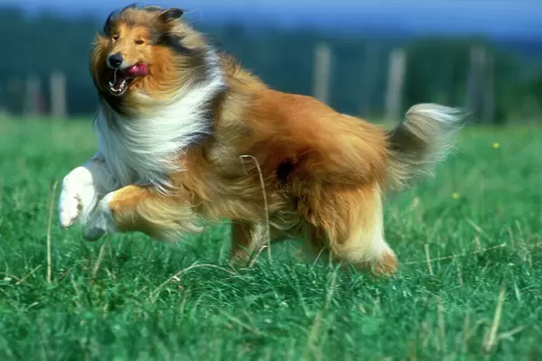 Rough Collie Dog - Running