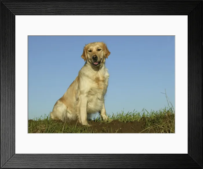 Framed Print : Golden Retriever Dog - Sitting down Framed Print : Golden Retriever Dog - Sitting down