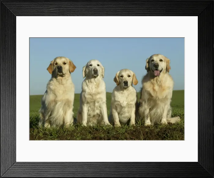Framed Print : Golden Retriever Dogs - 4 sitting down together Framed Print : Golden Retriever Dogs - 4 sitting down together