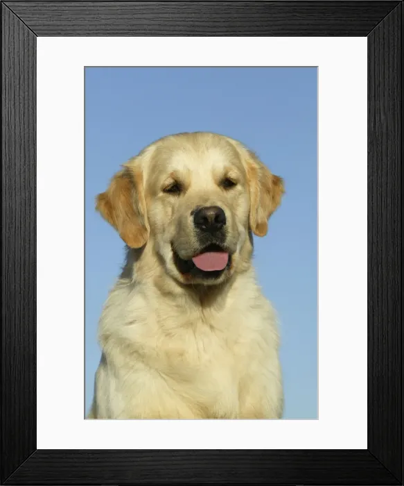 Framed Print : Golden Retriever Dog - Sitting down Framed Print : Golden Retriever Dog - Sitting down