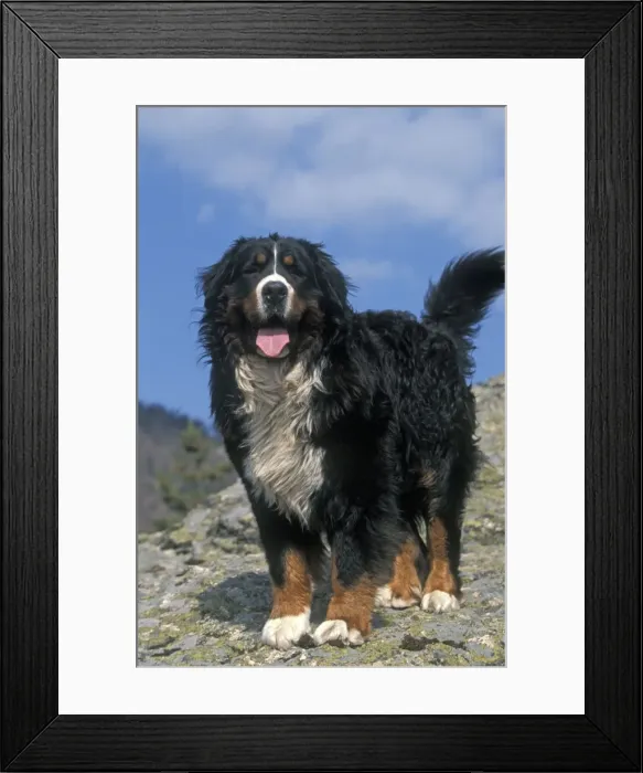 Framed Print : Bernese Mountain Dog - With mouth open and tongue out Framed Print : Bernese Mountain Dog - With mouth open and tongue out