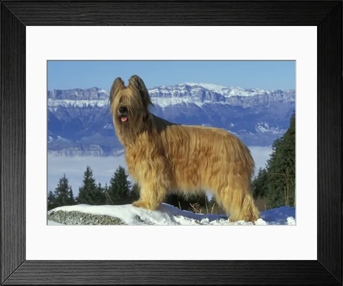 Framed Print : Briard Dog - In snow. Mountains in background Framed Print : Briard Dog - In snow. Mountains in background