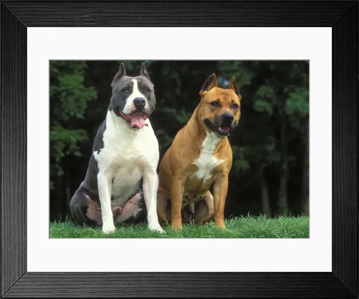 Framed Print : American Staffordshire Terrier Dogs - Two sitting together Framed Print : American Staffordshire Terrier Dogs - Two sitting together