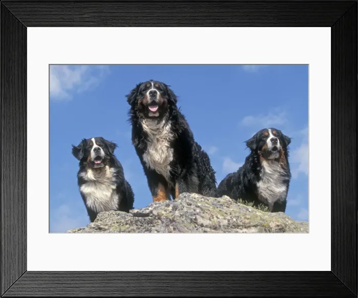 Framed Print : Bernese Mountains Dogs - 3 together standing on rock Framed Print : Bernese Mountains Dogs - 3 together standing on rock