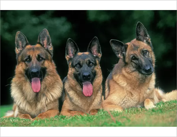 German Shepherd  /  Alsatian Dogs - Three lying down together
