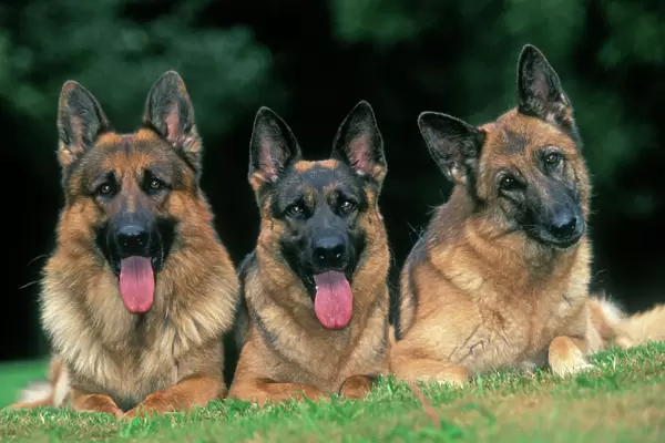 German Shepherd  /  Alsatian Dogs - Three lying down together