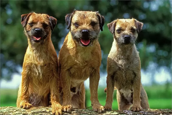 Border Terrier Dogs - Three sitting together