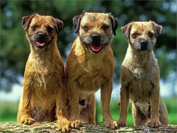 Border Terrier Dogs - Three sitting together