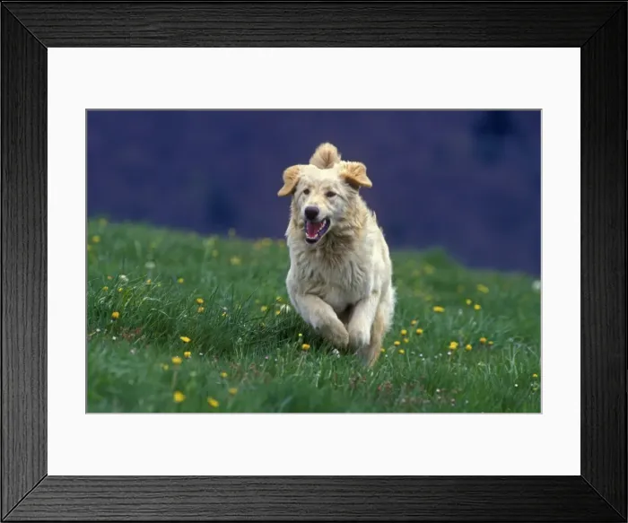Framed Print : Hovawart Dog - Running in meadow Framed Print : Hovawart Dog - Running in meadow