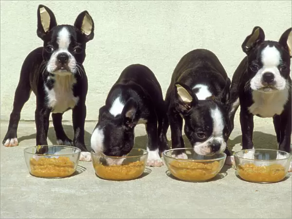 Boston Terrier Dog - 4 Puppies eating from dog bowls
