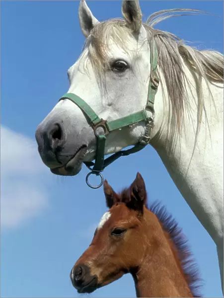 Arab Horse and Colt