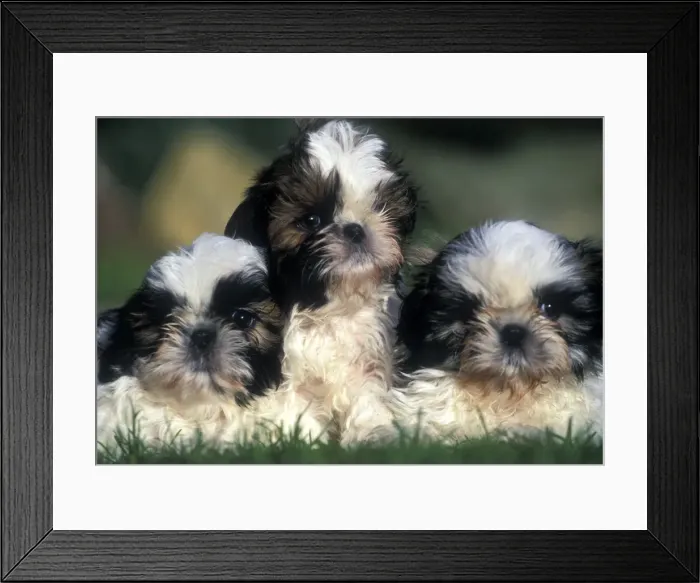 Framed Print : Shih tzu Dogs - 3 Puppies together Framed Print : Shih tzu Dogs - 3 Puppies together