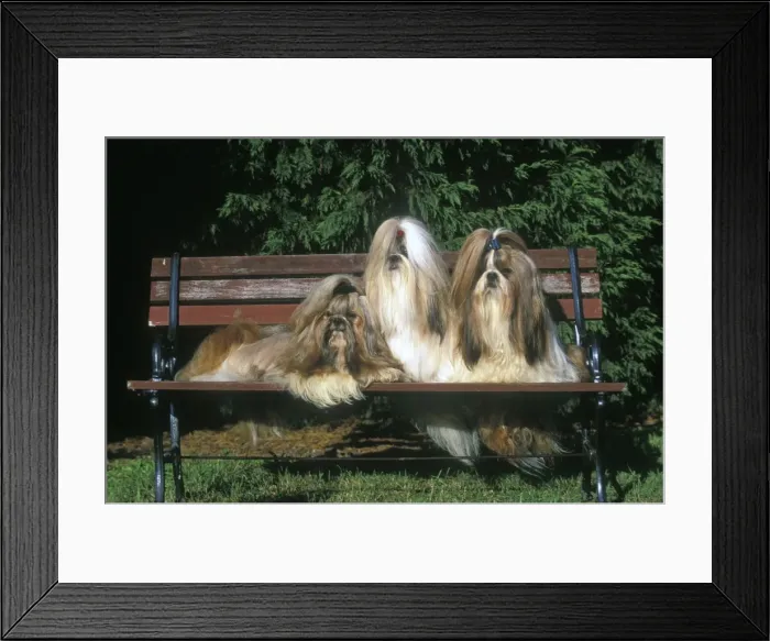 Framed Print : Shih tzu Dogs - 3 together sitting on park bench Framed Print : Shih tzu Dogs - 3 together sitting on park bench
