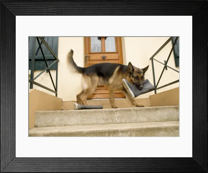 Framed Print : German Shepherd / Alsatian Dog with wellington boot in mouth Framed Print : German Shepherd / Alsatian Dog with wellington boot in mouth