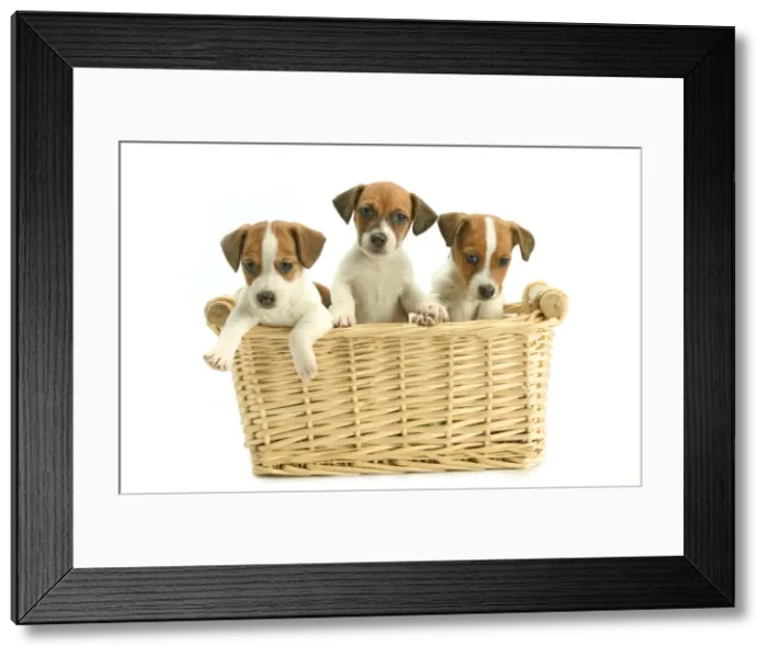 Framed Print : Jack Russell Terrier Dogs - Three puppies in basket Framed Print : Jack Russell Terrier Dogs - Three puppies in basket