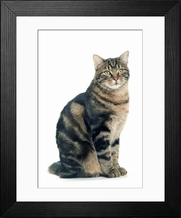 Framed Print : Cat - European Brown Tabby Framed Print : Cat - European Brown Tabby