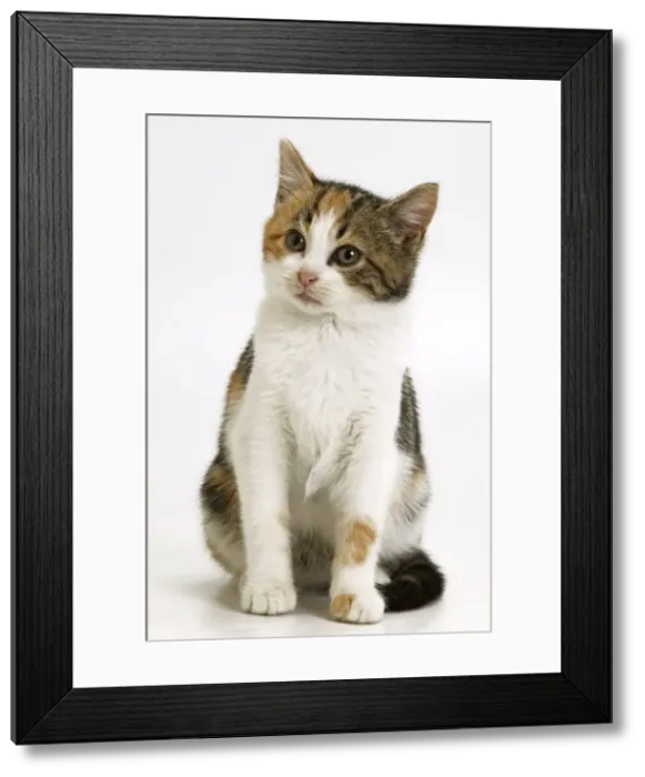 Framed Print : Cat - Sitting down Framed Print : Cat - Sitting down
