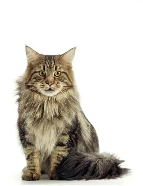 Cat - Maine Coon Cat sitting down
