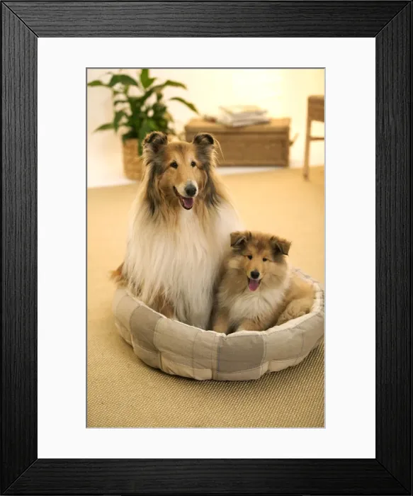 Framed Print : CollieDog - Female with puppy sitting in basket Framed Print : CollieDog - Female with puppy sitting in basket
