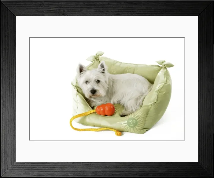 Framed Print : West Highland Terrier Dog - Lying in material basket. With toy Framed Print : West Highland Terrier Dog - Lying in material basket. With toy