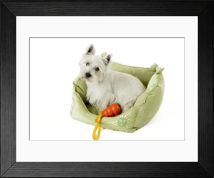 Framed Print : West Highland Terrier Dog - Lying in material basket. With toy Framed Print : West Highland Terrier Dog - Lying in material basket. With toy