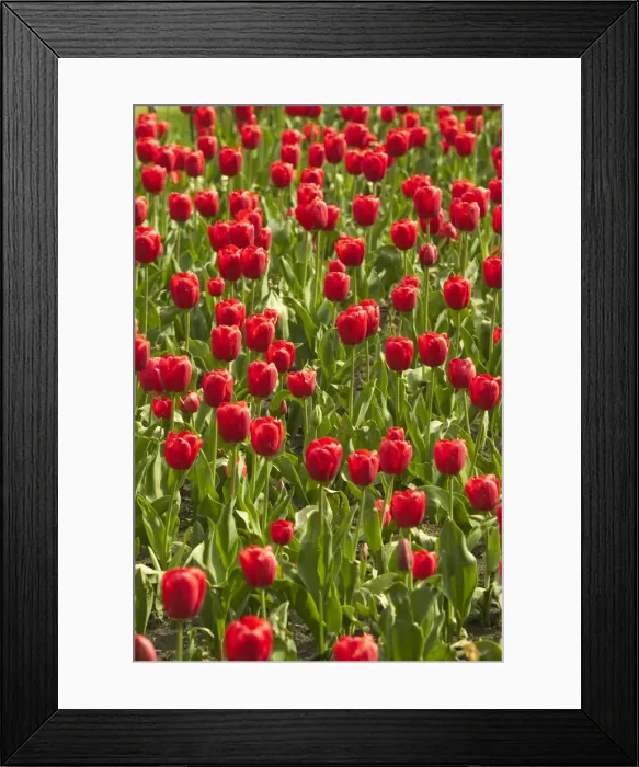 Framed Print : Red Tulips Framed Print : Red Tulips