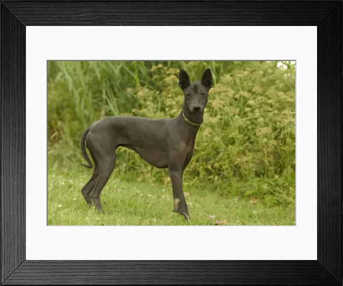 Framed Print : Mexican Hairless Dog Framed Print : Mexican Hairless Dog