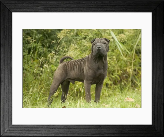 Framed Print : Shar Pei Dog Framed Print : Shar Pei Dog