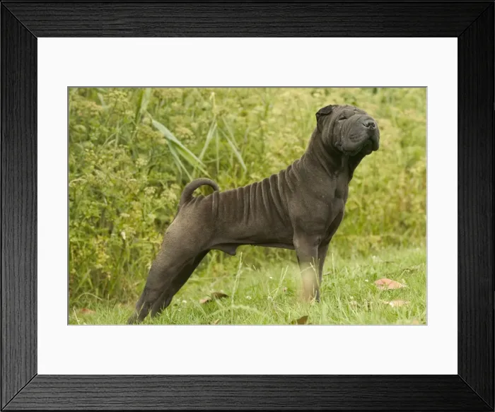 Framed Print : Shar Pei Dog Framed Print : Shar Pei Dog