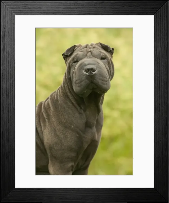 Framed Print : Shar Pei Dog Framed Print : Shar Pei Dog