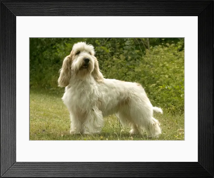 Framed Print : Dog - Petit griffon vendeen Framed Print : Dog - Petit griffon vendeen