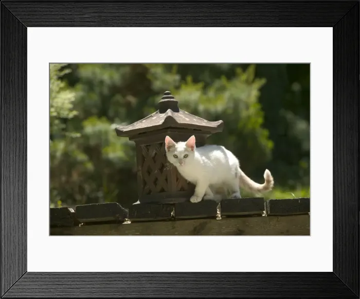 Framed Print : Cat - White cat in garden Framed Print : Cat - White cat in garden