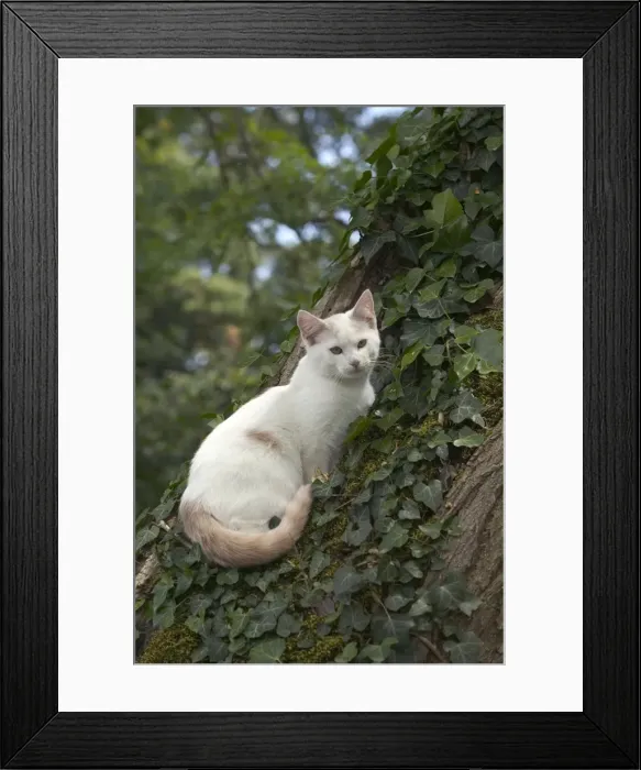 Framed Print : Cat - White cat in tree Framed Print : Cat - White cat in tree